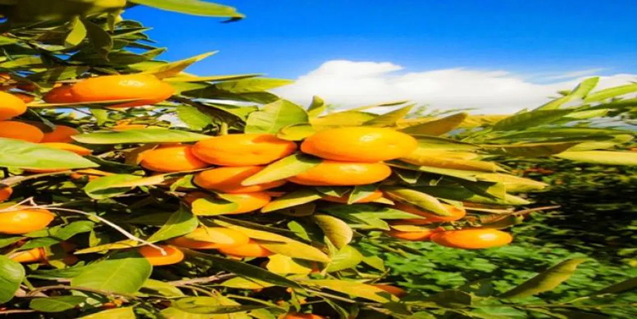SATSUMA MANDALİNANIN İHRACAT YOLCULUĞU 26 EKİM’DE BAŞLIYOR
