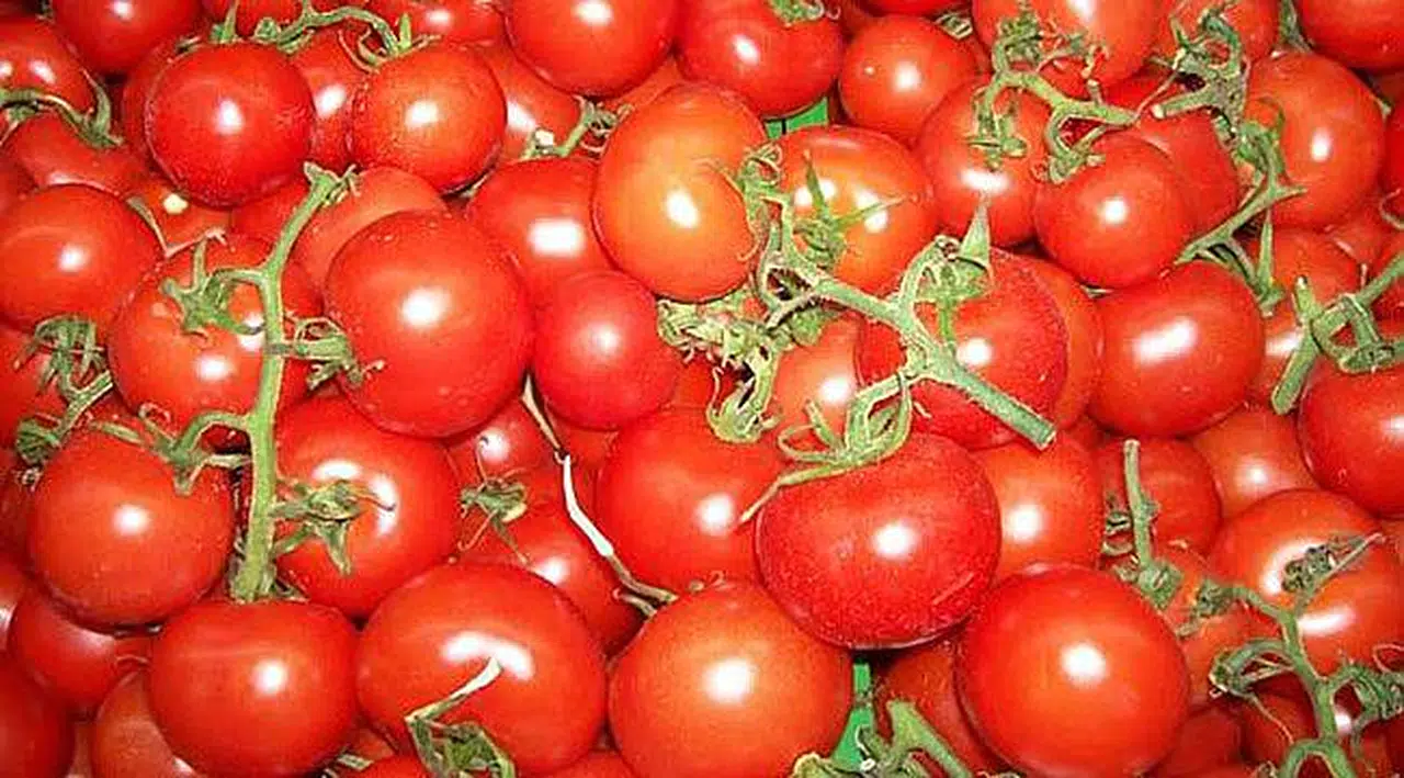 Rusya Domates Yasağını Resmen Kaldırdı