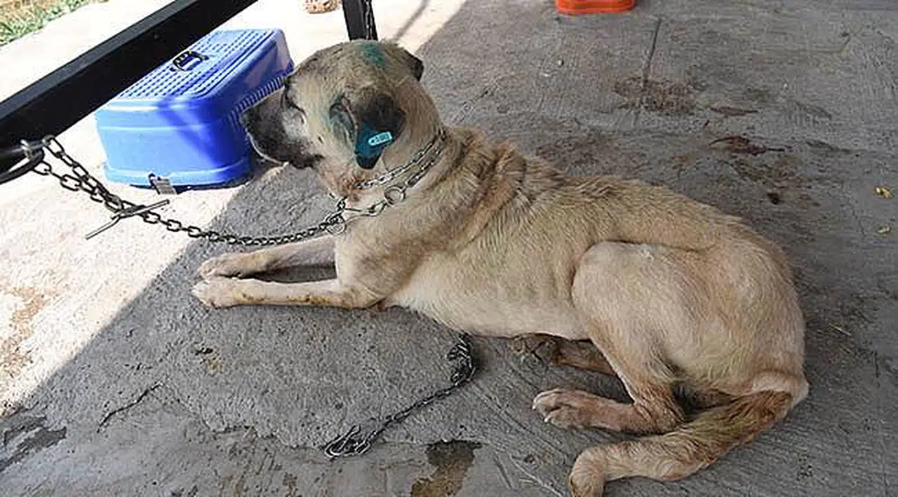8 Yaşındaki Köpek 6 Kilo Tümörden Kurtuldu, Hayata Tutundu
