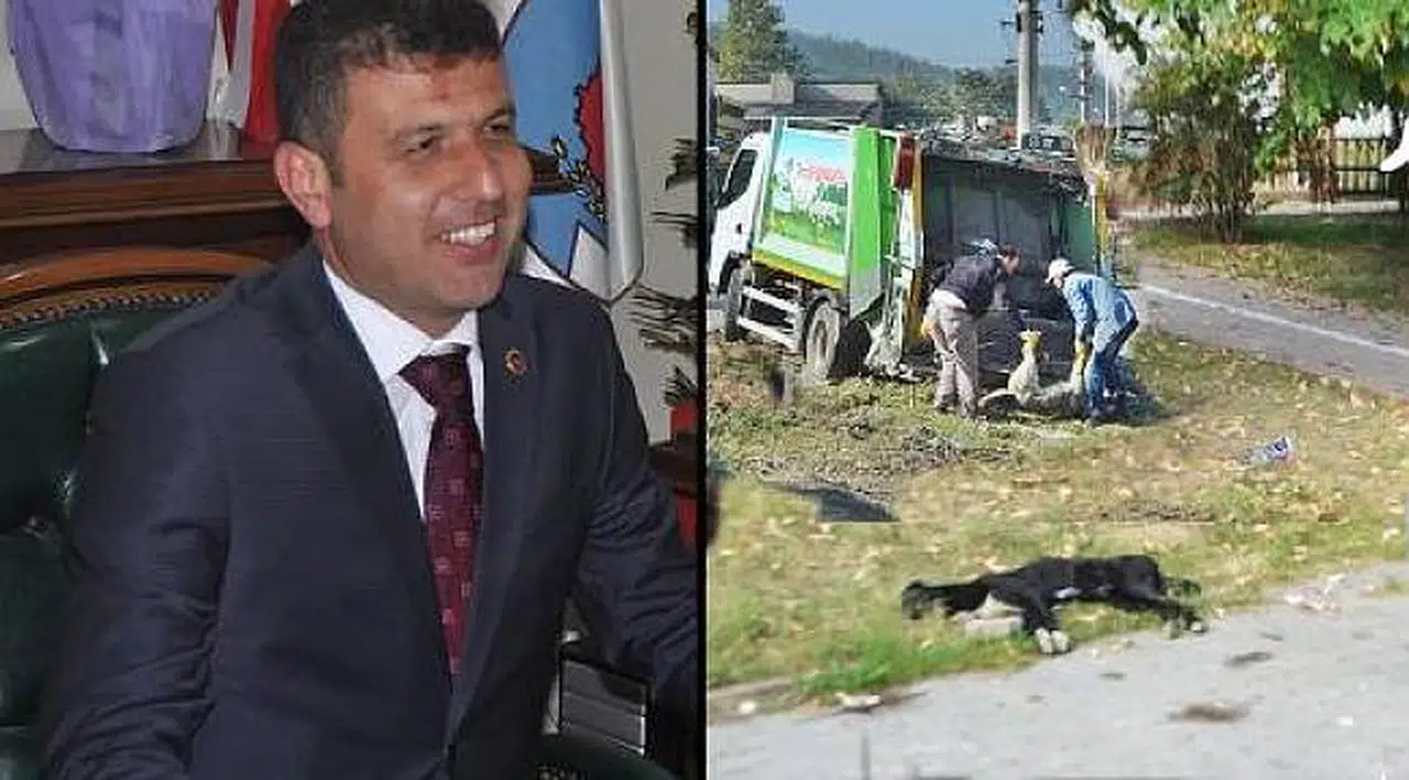 Gündüz hayvansever, gece katliamcı... AKP'li başkan suçüstü yakalandı