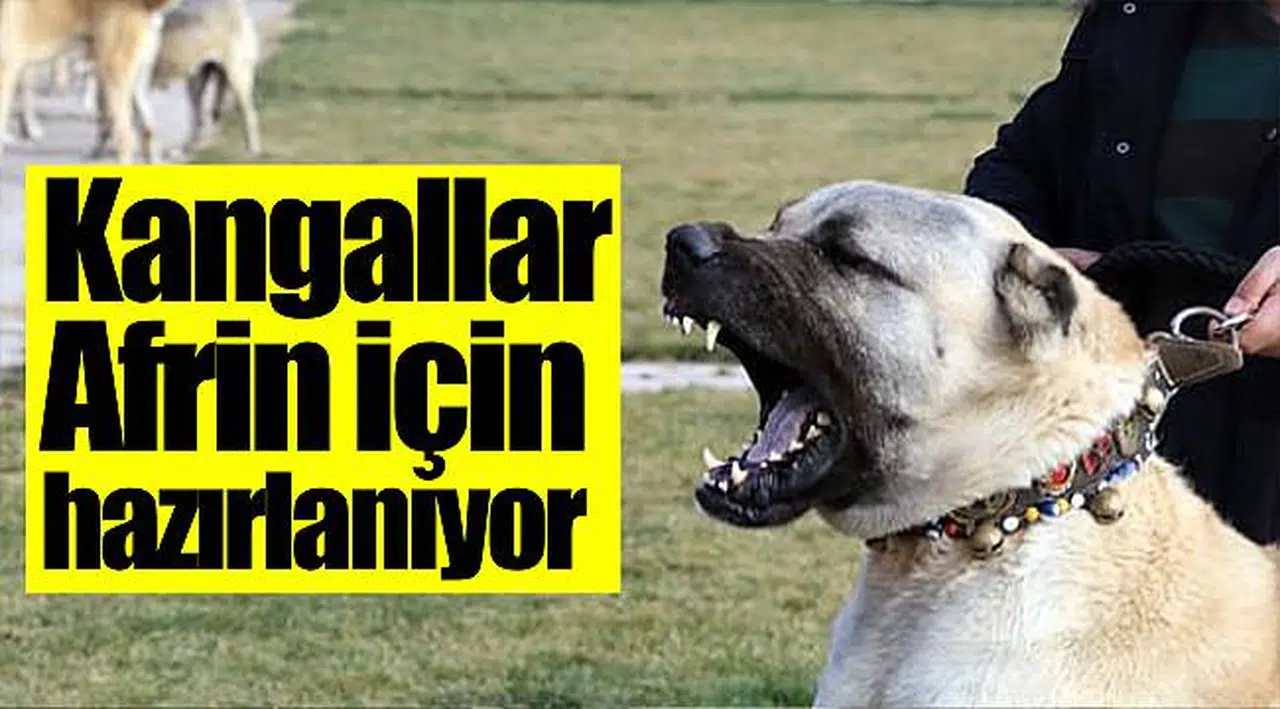 Kangallar Afrin için hazırlanıyor
