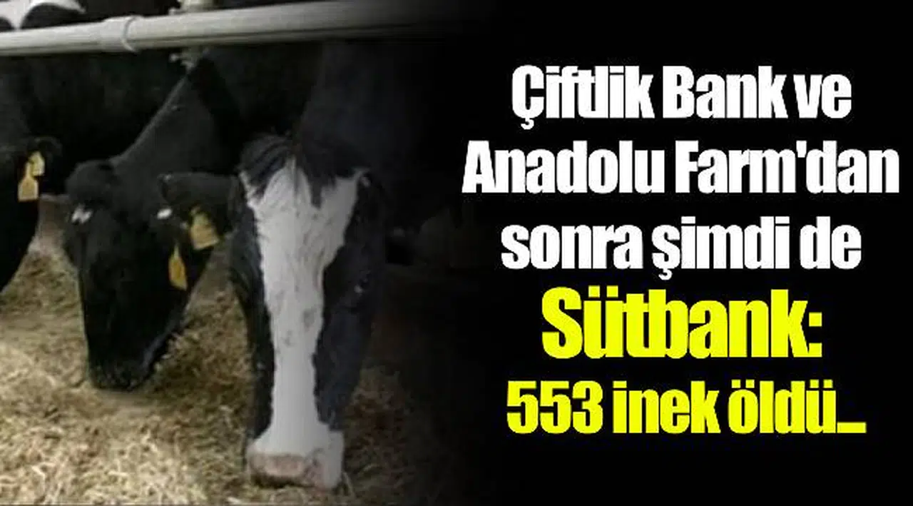 Çiftlik Bank ve Anadolu Farm'dan sonra şimdi de Sütbank: 553 inek öldü...