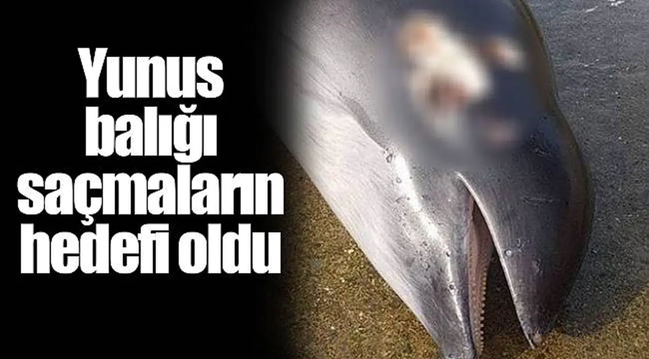 Yunus balığı saçmaların hedefi oldu