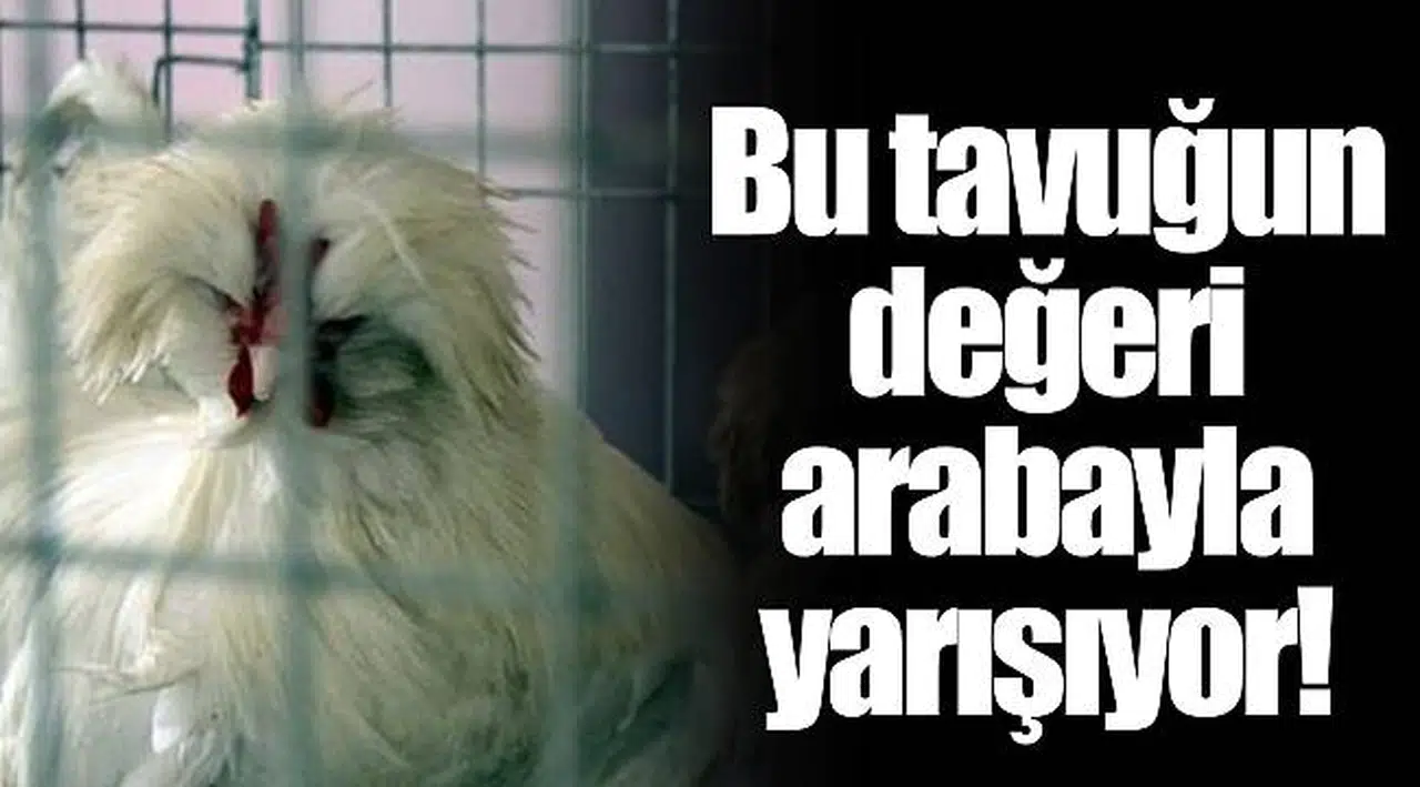 Bu tavuğun değeri arabayla yarışıyor!