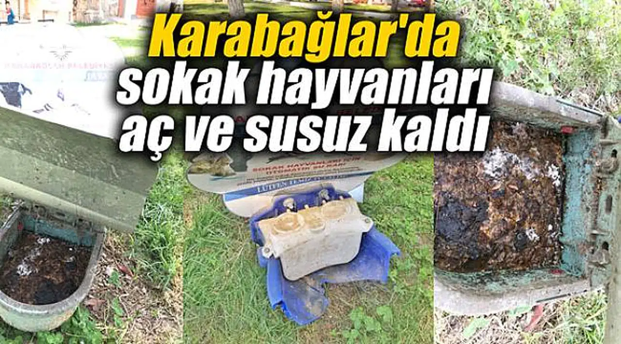 Karabağlar'da sokak hayvanları aç ve susuz kaldı