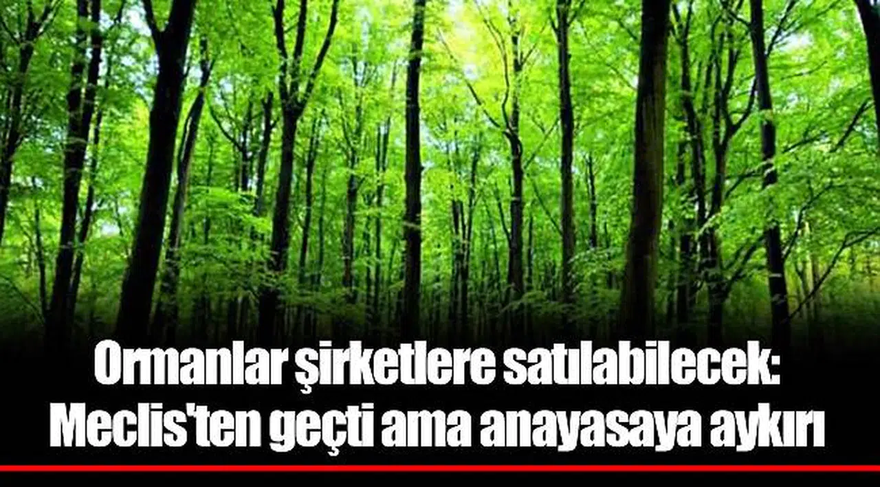 Ormanlar şirketlere satılabilecek: Meclis'ten geçti ama anayasaya aykırı