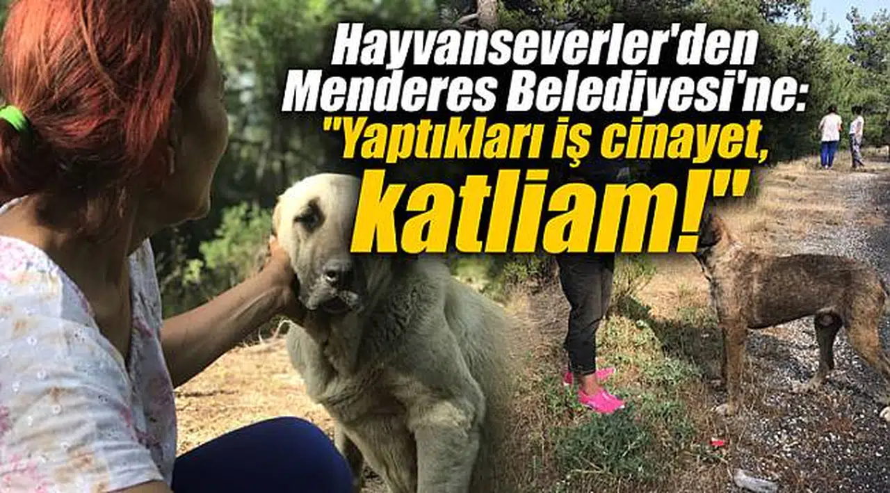 Hayvanseverler'den Menderes Belediyesi'ne: "Yaptıkları iş cinayet, katliam!