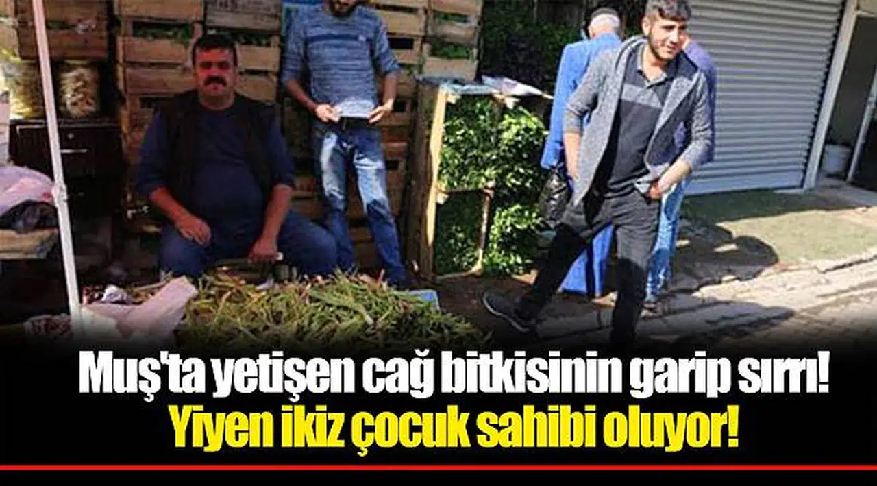 Muş'ta yetişen cağ bitkisinin garip sırrı! Yiyen ikiz çocuk sahibi oluyor!