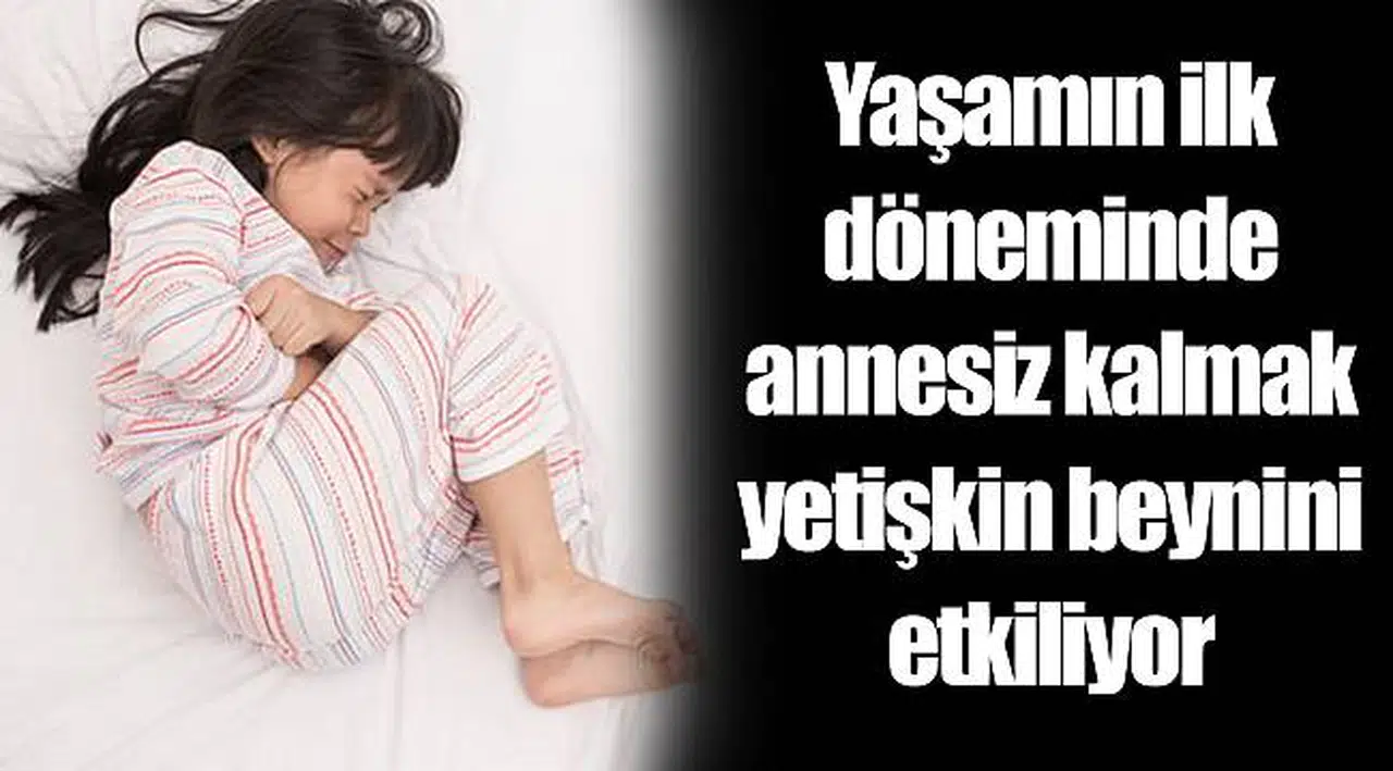Yaşamın ilk döneminde annesiz kalmak yetişkin beynini etkiliyor