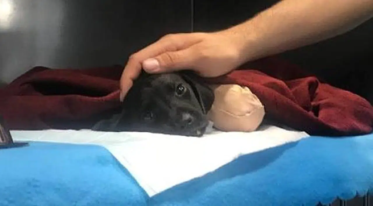 Bacakları ve kuyruğu kesilen yavru köpek kurtarılmadı