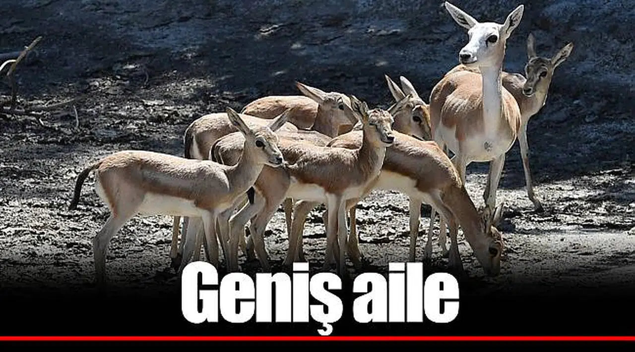 Geniş aile