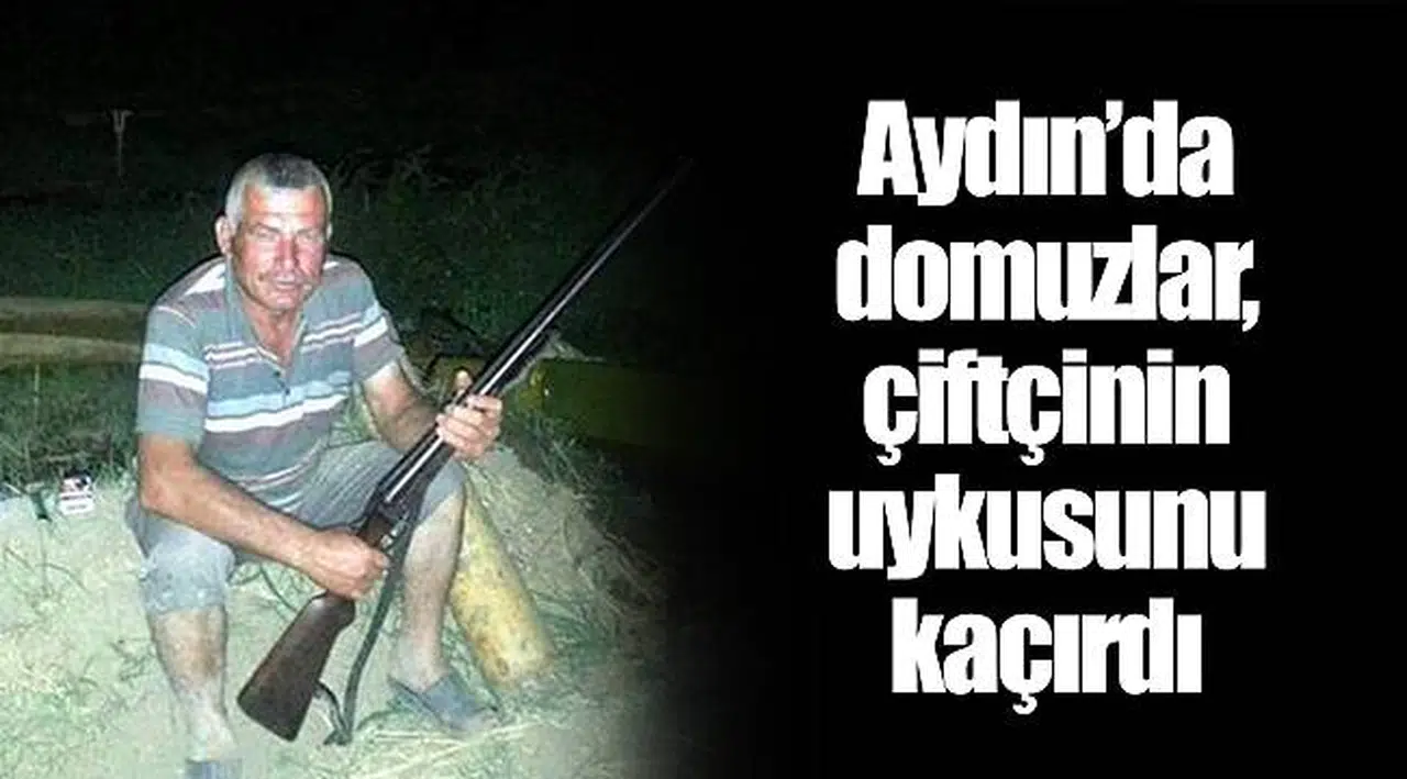 Aydın’da domuzlar, çiftçinin uykusunu kaçırdı