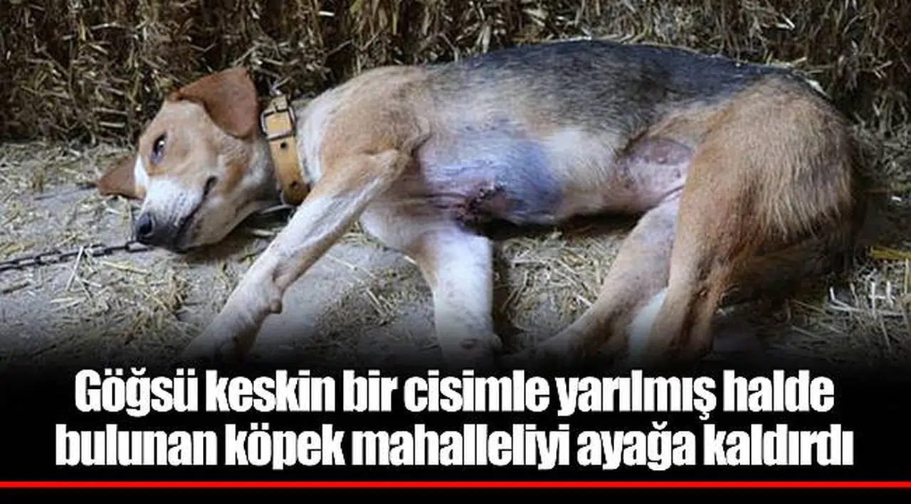 Göğsü keskin bir cisimle yarılmış halde bulunan köpek mahalleliyi ayağa kaldırdı