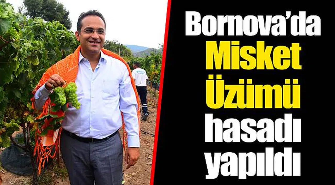 Bornova’da Misket Üzümü hasadı yapıldı 