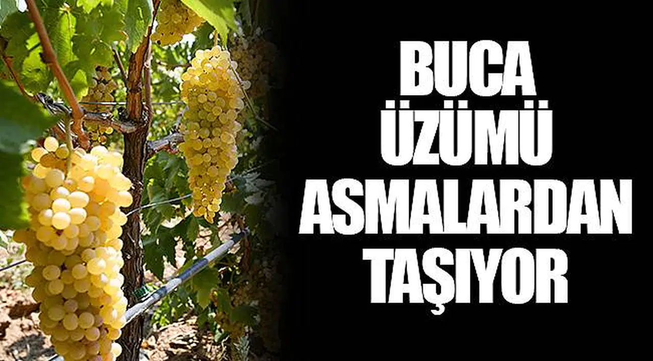 BUCA ÜZÜMÜ ASMALARDAN TAŞIYOR