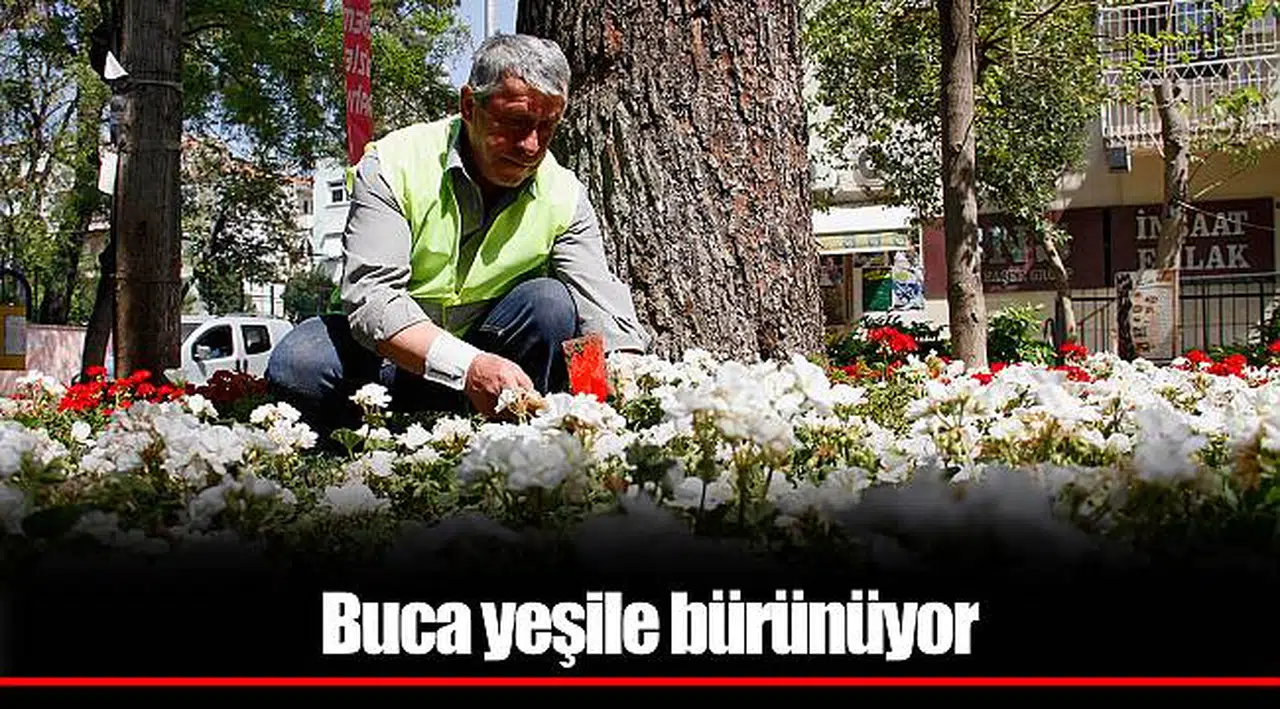 Buca yeşile bürünüyor  