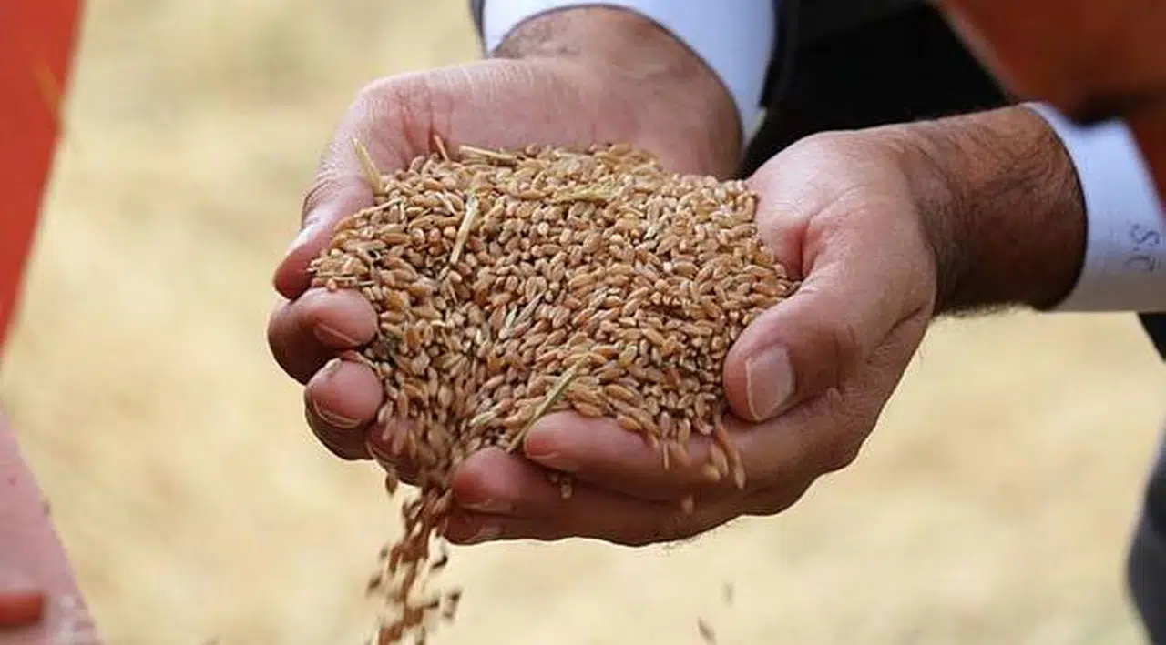 Buğday üretiminde düşüş sürüyor! Dünyanın 26 günlük buğdayı kaldı