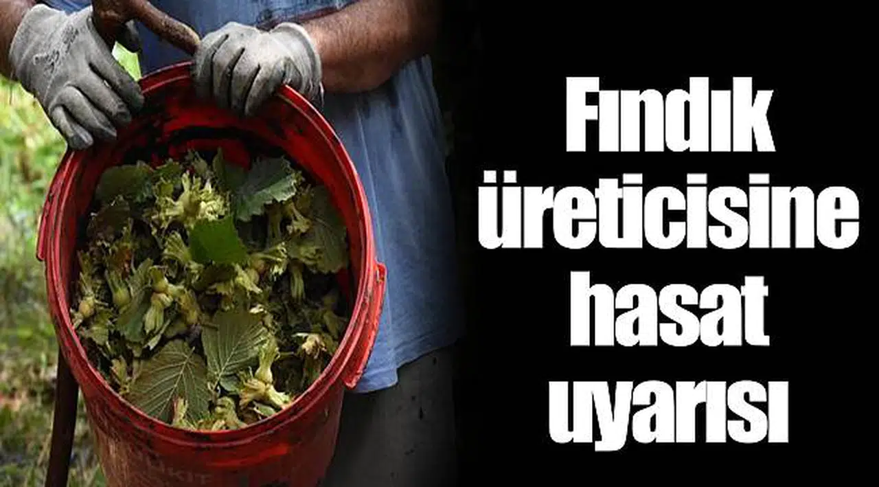 Fındık üreticisine hasat uyarısı