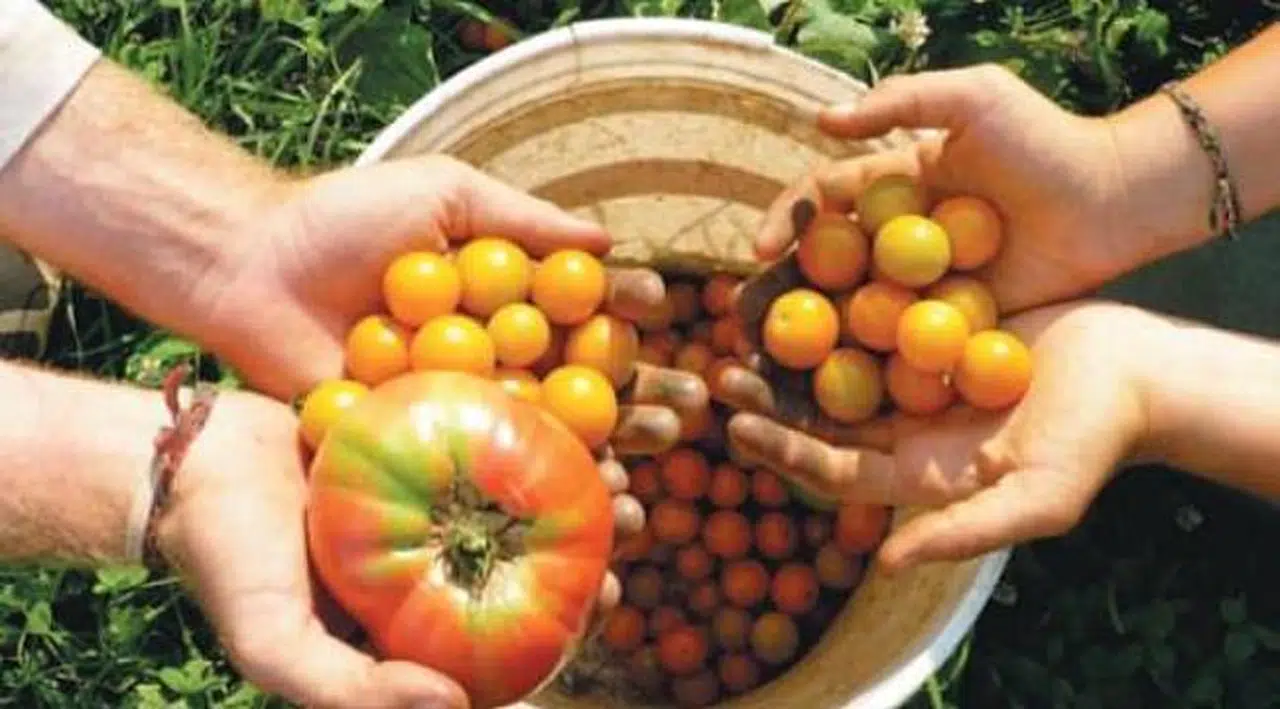 Gıdalardaki pestisitten nasıl kurtulacağız?