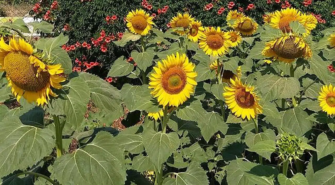 KARADENİZBİRLİK ayçiçeği ön alım fiyatını açıkladı