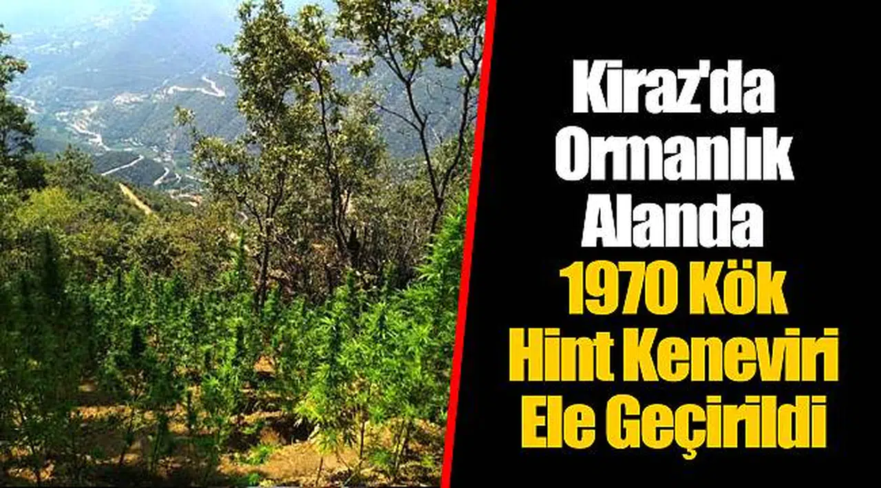 Kiraz'da Ormanlık Alanda 1970 Kök Hint Keneviri Ele Geçirildi