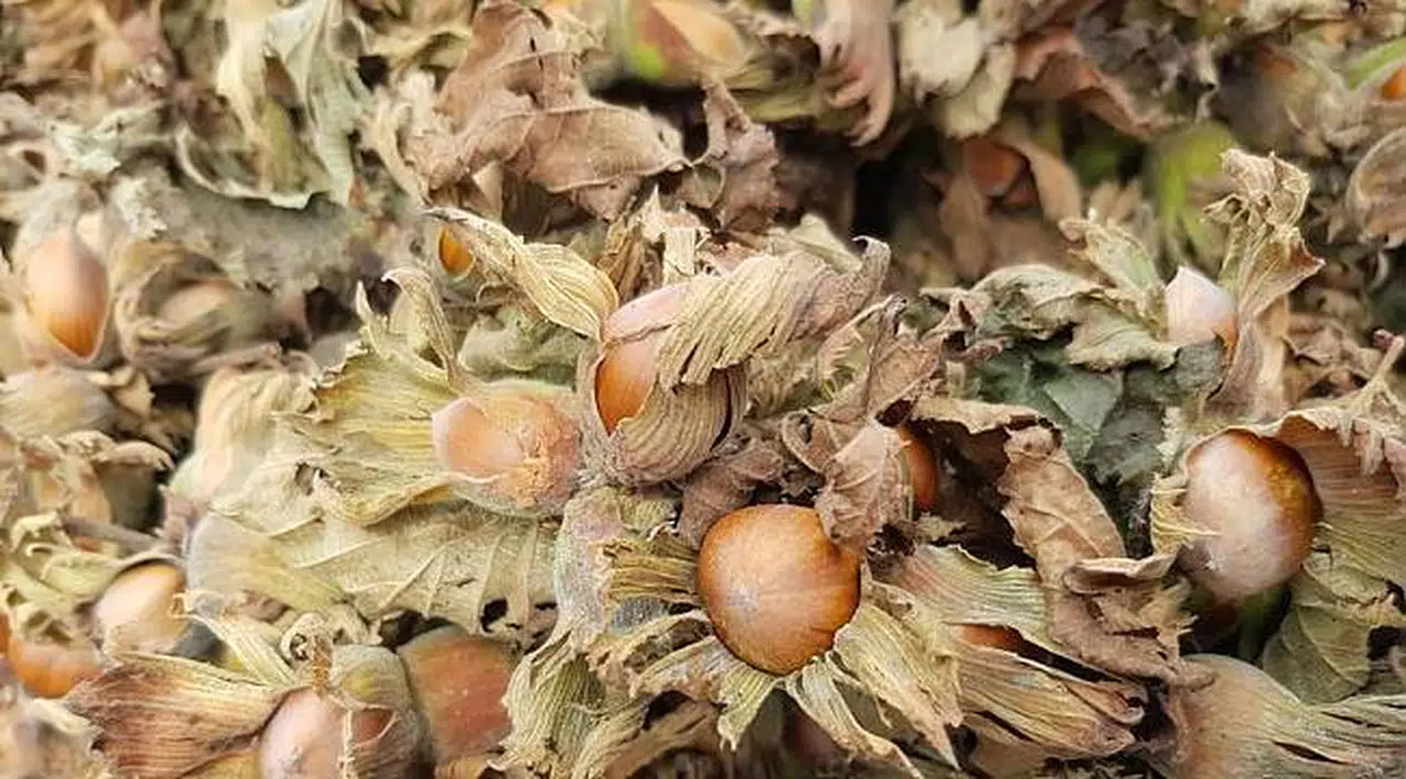 TZOB'dan fındık fiyatı açıklaması