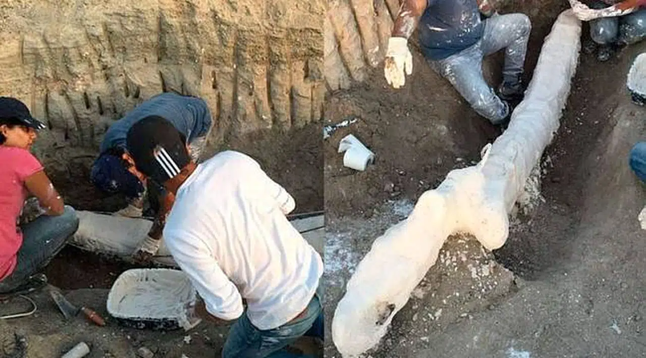 Fil fosilleri alçılanıp, böyle taşındı