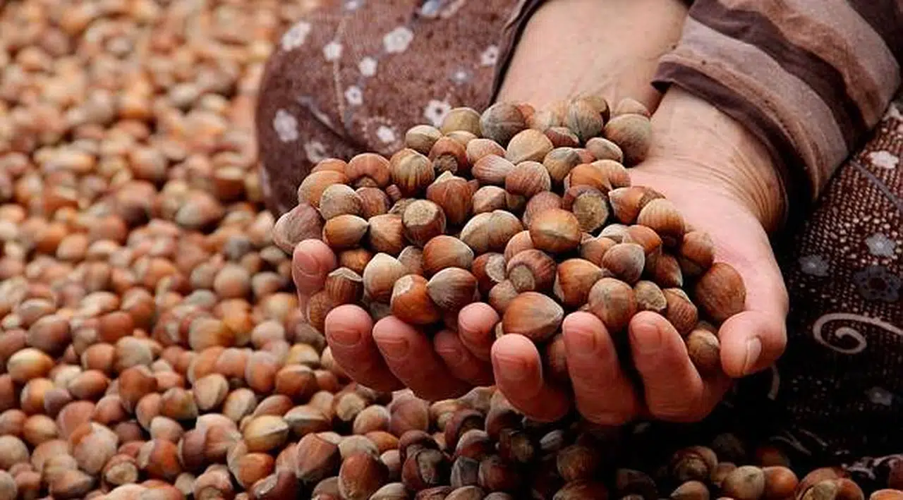 Fındık ihracatından 10 yılda 20 milyar dolar