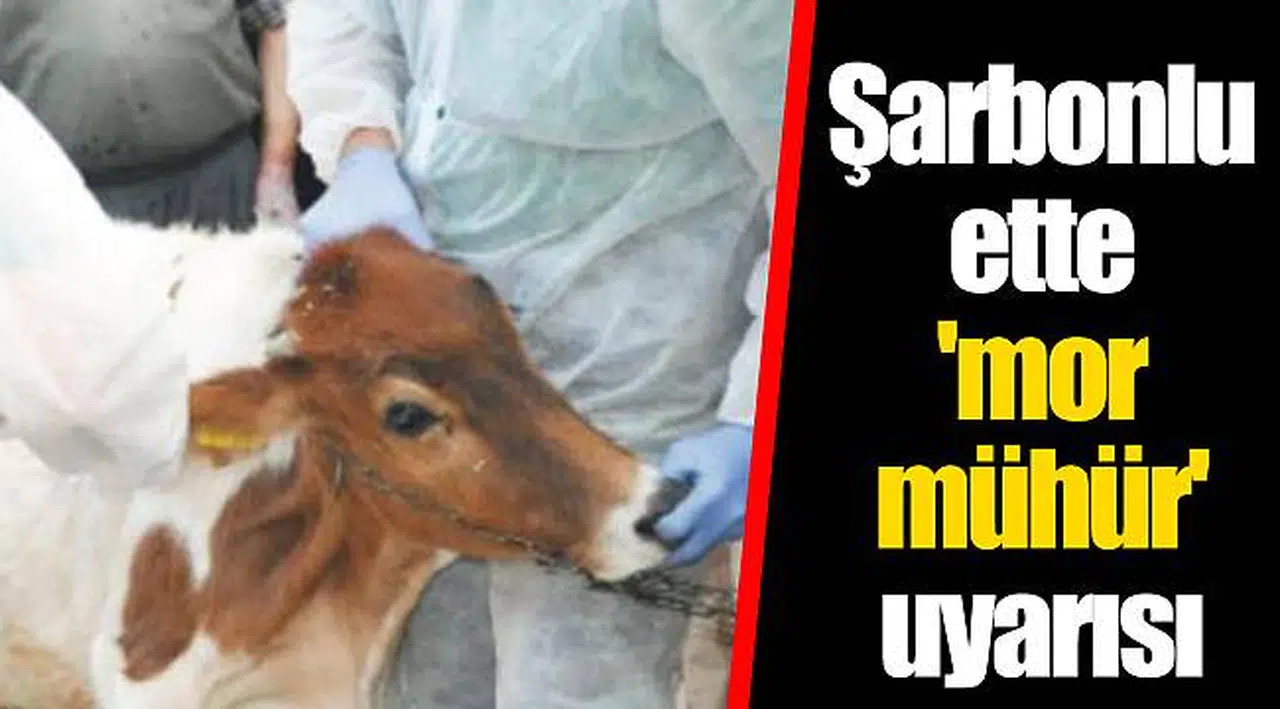 Şarbonlu ette 'mor mühür' uyarısı