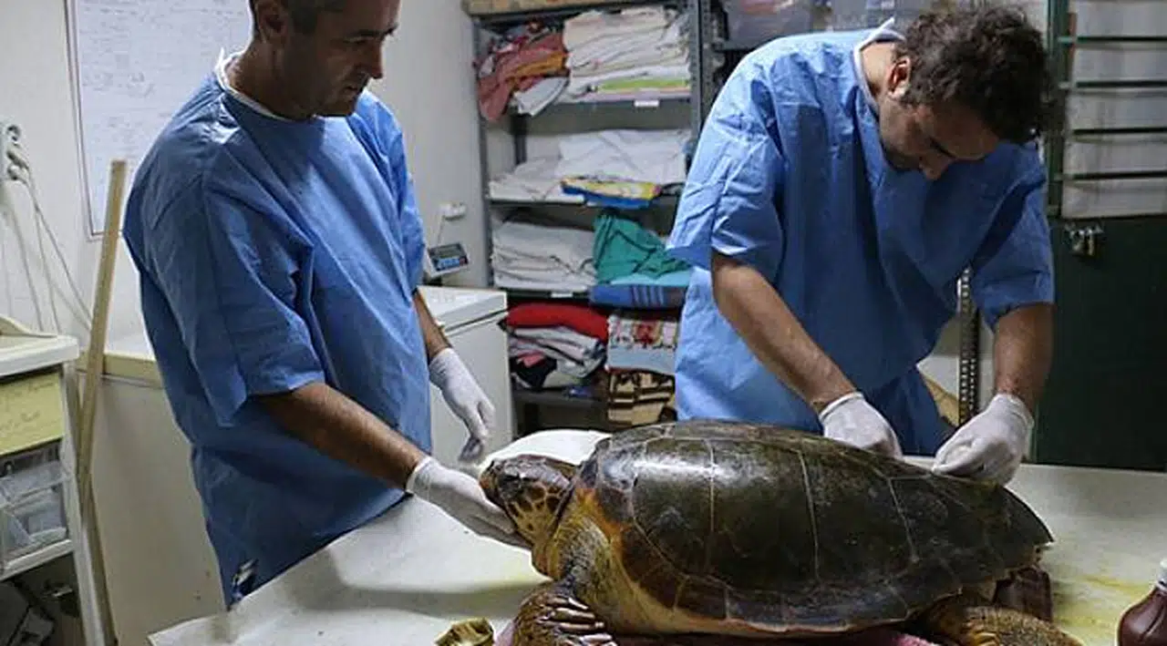 Caretta carettaların rehabilitasyon merkezi DEKAMER için kapanma tehlikesi