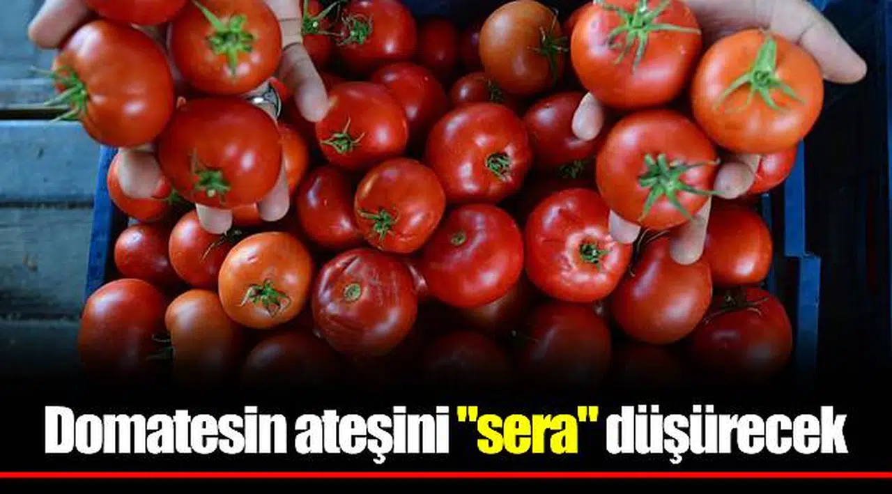 Domatesin ateşini "sera" düşürecek