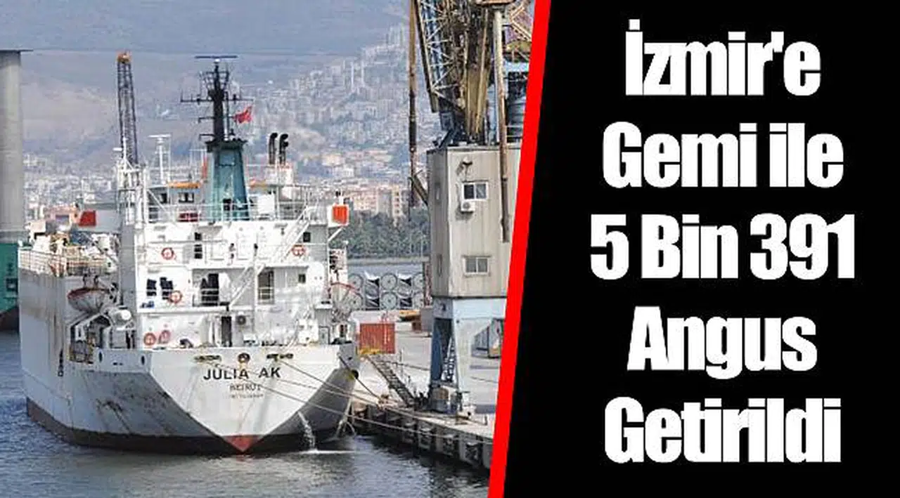İzmir'e Gemi ile 5 Bin 391 Angus Getirildi