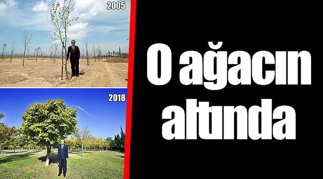 O ağacın altında