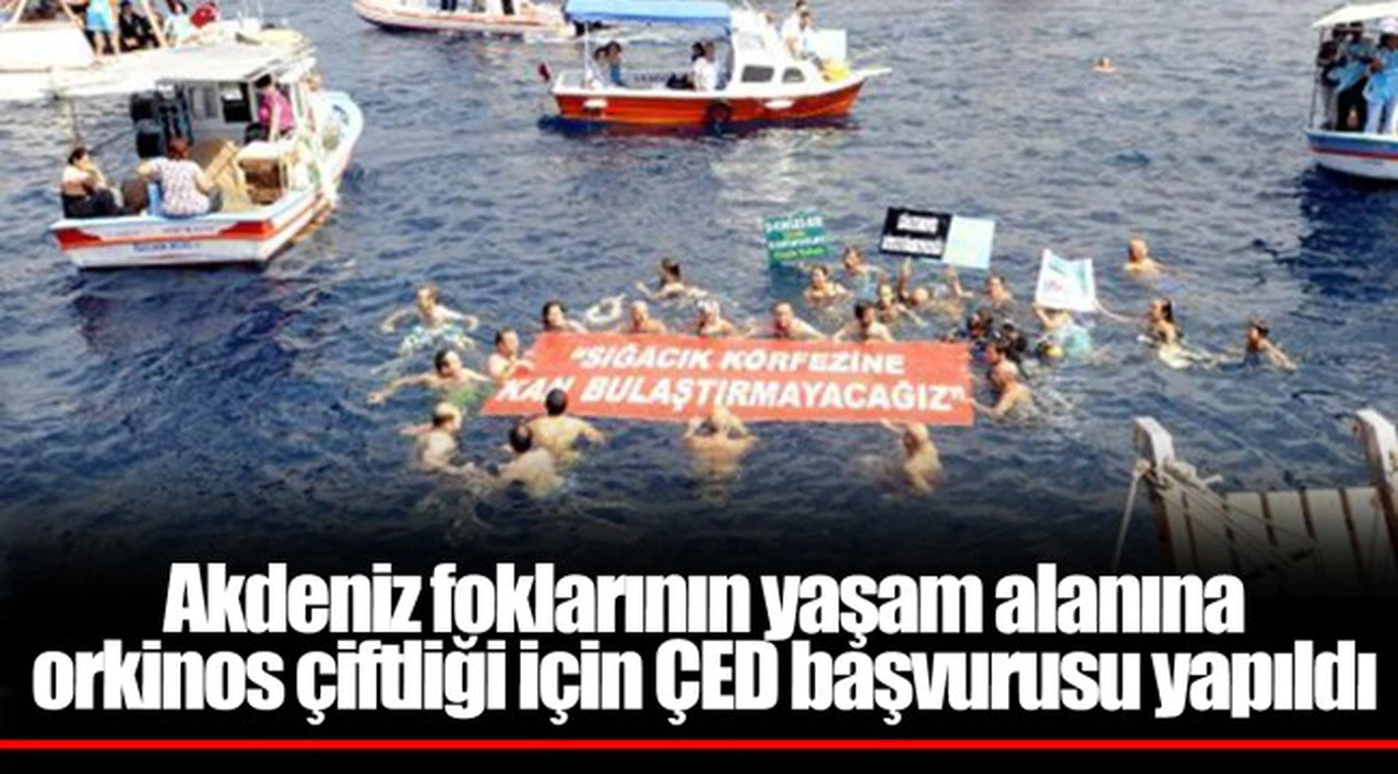 Akdeniz foklarının yaşam alanına orkinos çiftliği için ÇED başvurusu yapıldı