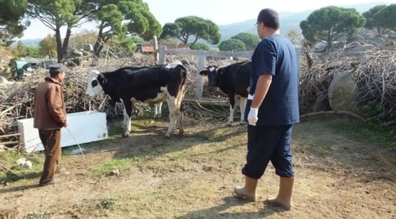 Burhaniye'de kuduz alarmı verildi, birçok hayvan aşılanıyor
