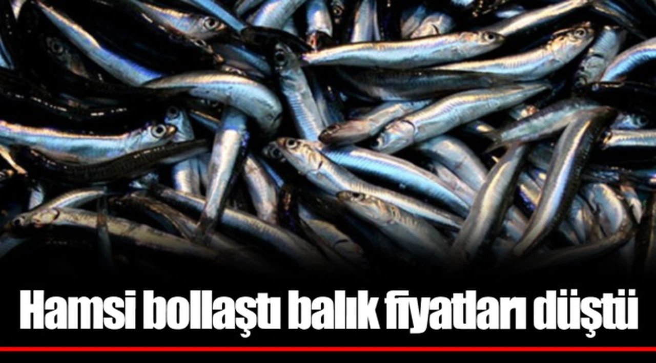 Hamsi bollaştı balık fiyatları düştü