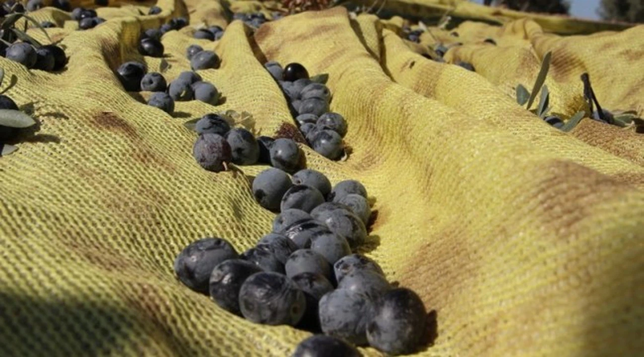 "Tane zeytin" satışında talebe yetişemiyorlar