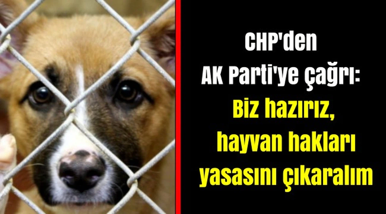 CHP'den AK Parti'ye çağrı: Biz hazırız, hayvan hakları yasasını çıkaralım