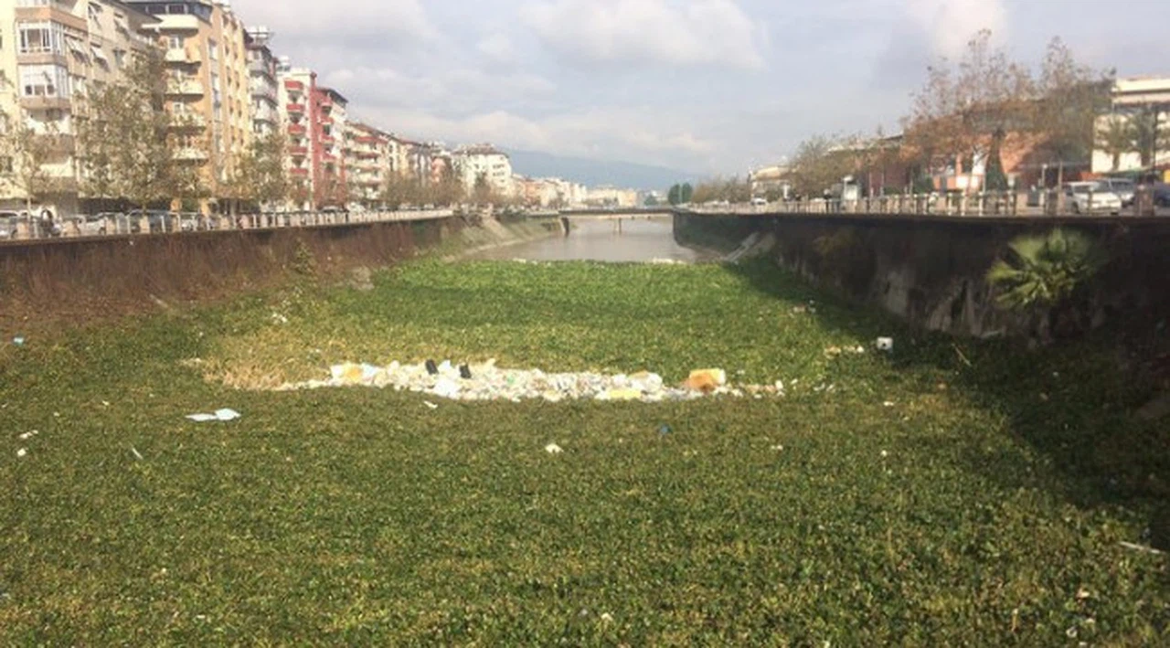 'İstilacı tür' uyarısı gelmişti, korkulan oldu! Bir şehir bunu konuşuyor