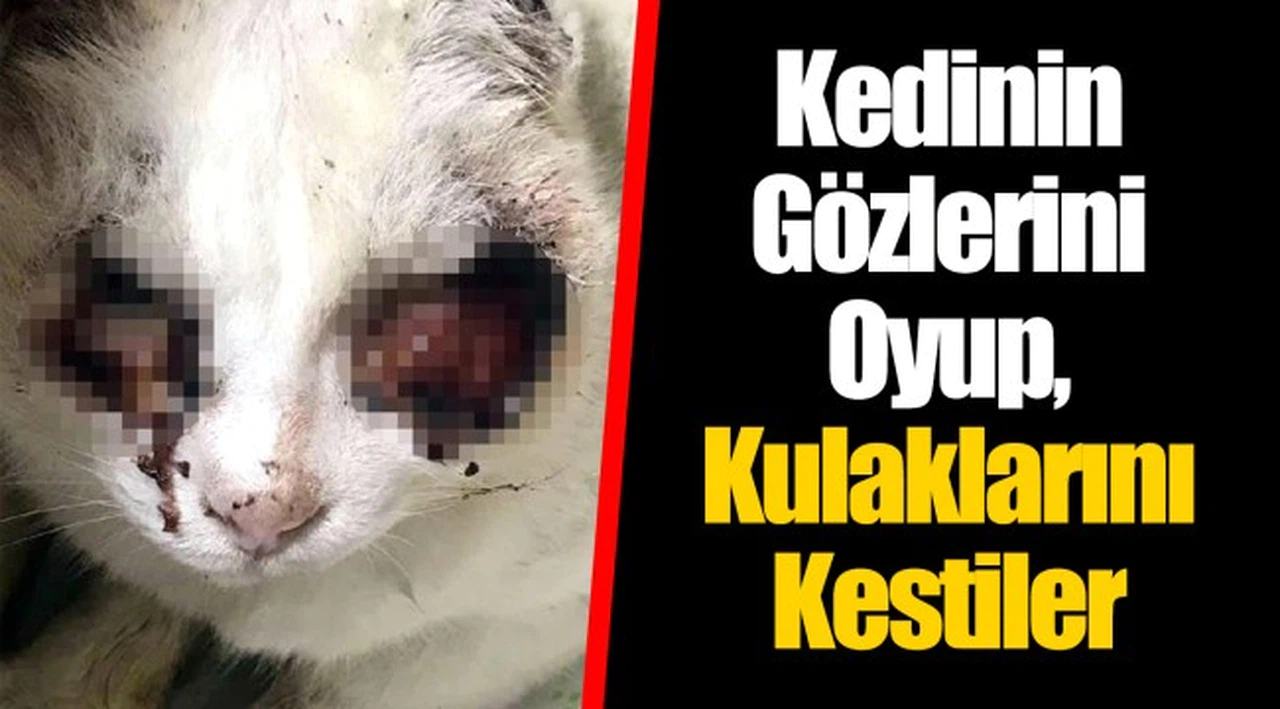 Kedinin Gözlerini Oyup, Kulaklarını Kestiler