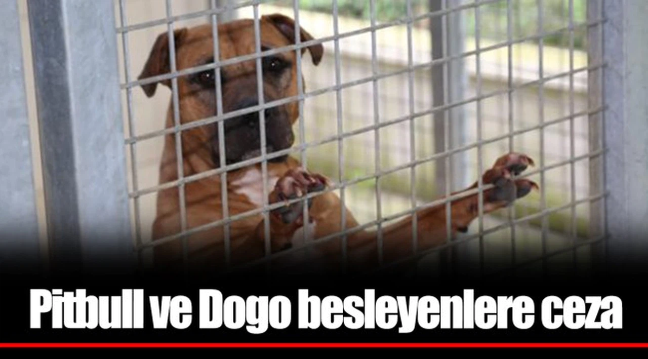 Pitbull ve Dogo besleyenlere ceza