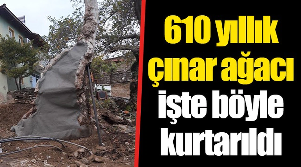 610 yıllık çınar ağacı işte böyle kurtarıldı