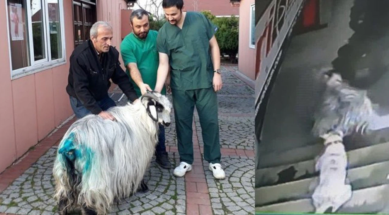Yanından ayırmadığı keçisiyle kahvaltı yapıyordu... Esnaf olmasa öldürecekti!