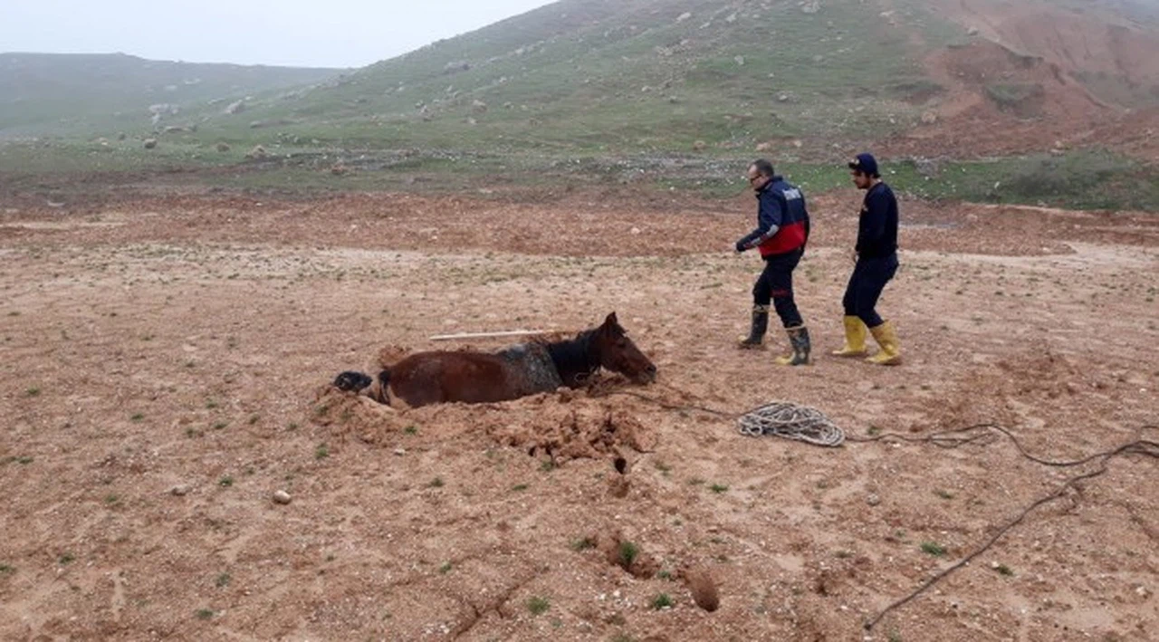 Bataklığa saplanan atı itfaiye kurtardı
