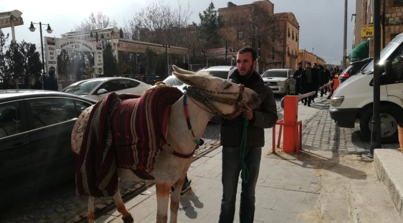 Eşeğe yüzlerce kiloluk yük taşıtmıştı, özür diledi