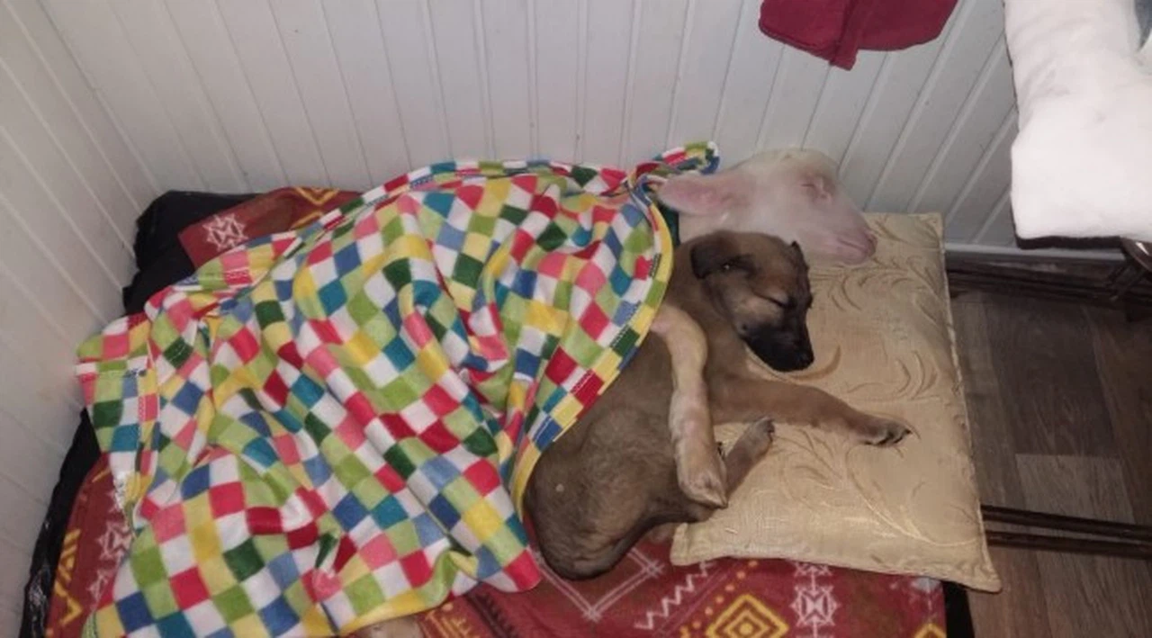 Köpek ile kuzu kucak kucağa uyuyor