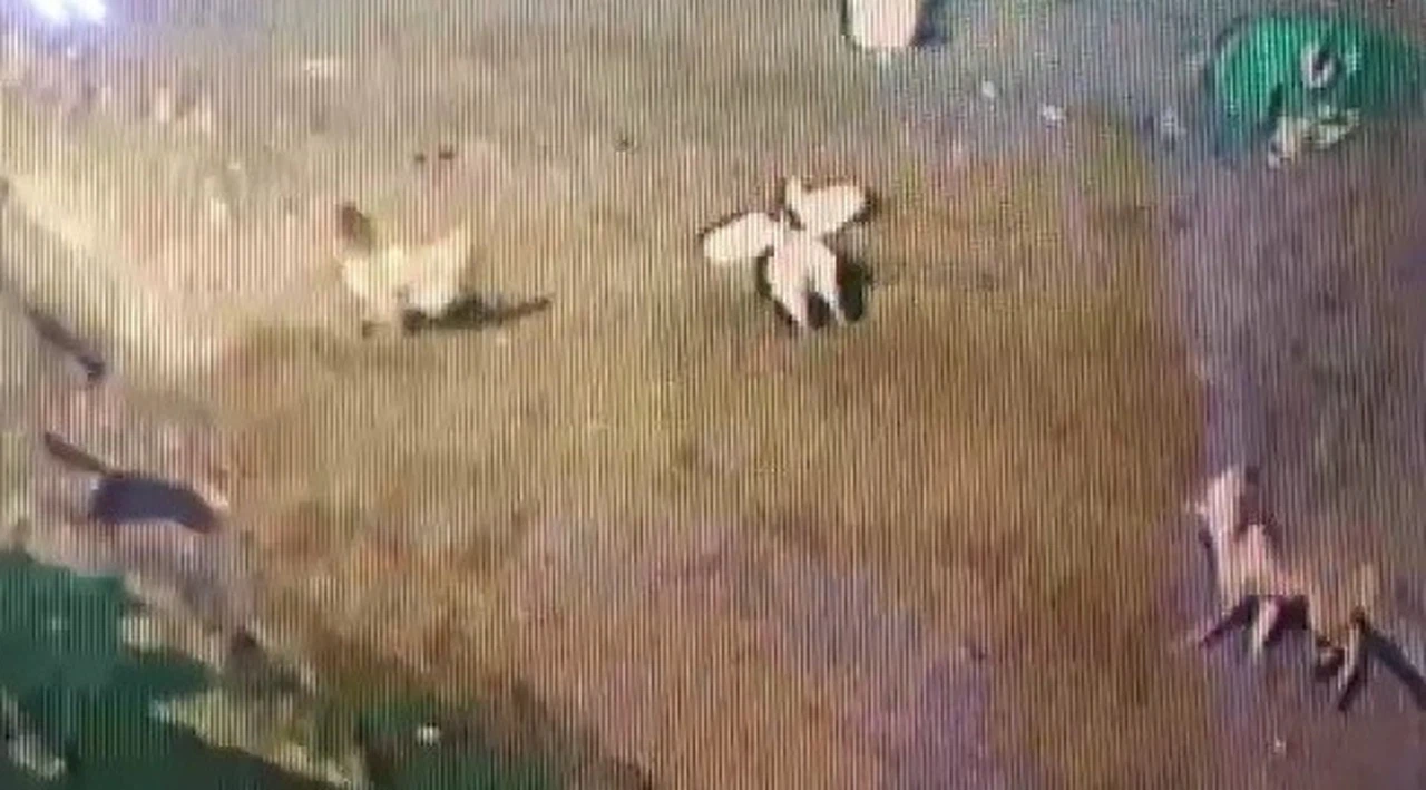 Tilki köyde tavuk bırakmadı