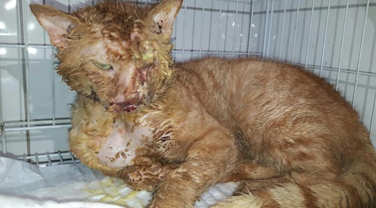 Asitle yakılan kedi 2 aylık tedaviyle hayata tutundu