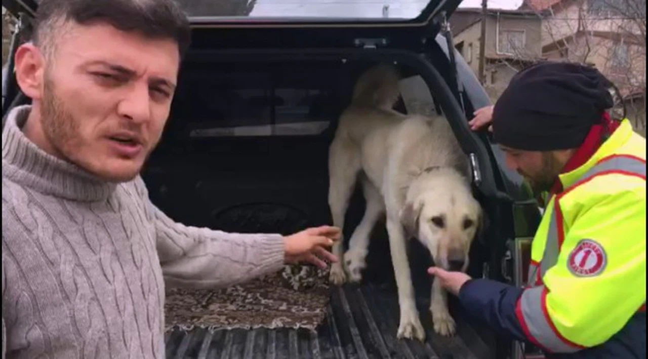 Yaralı köpek için 2 bin 200 kilometre