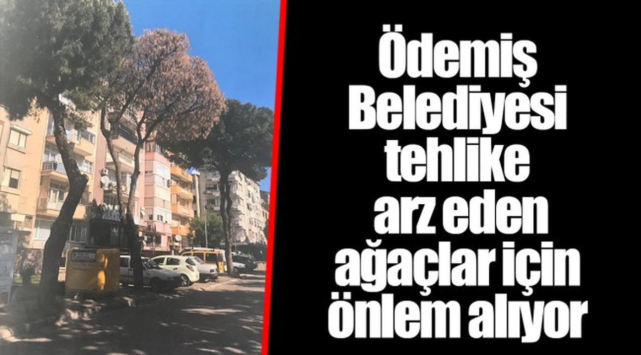 Ödemiş Belediyesi tehlike arz eden  ağaçlar için önlem alıyor